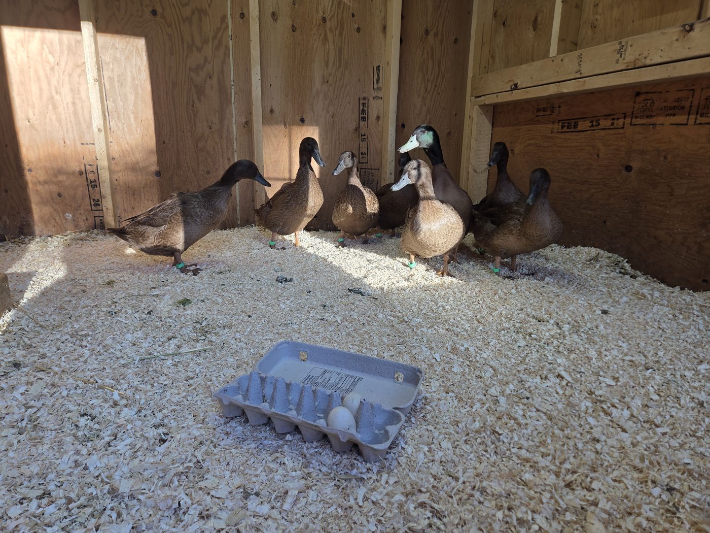 The flock of eight Khaki Campbell ducks in their duck house with an egg carton holding their first two eggs