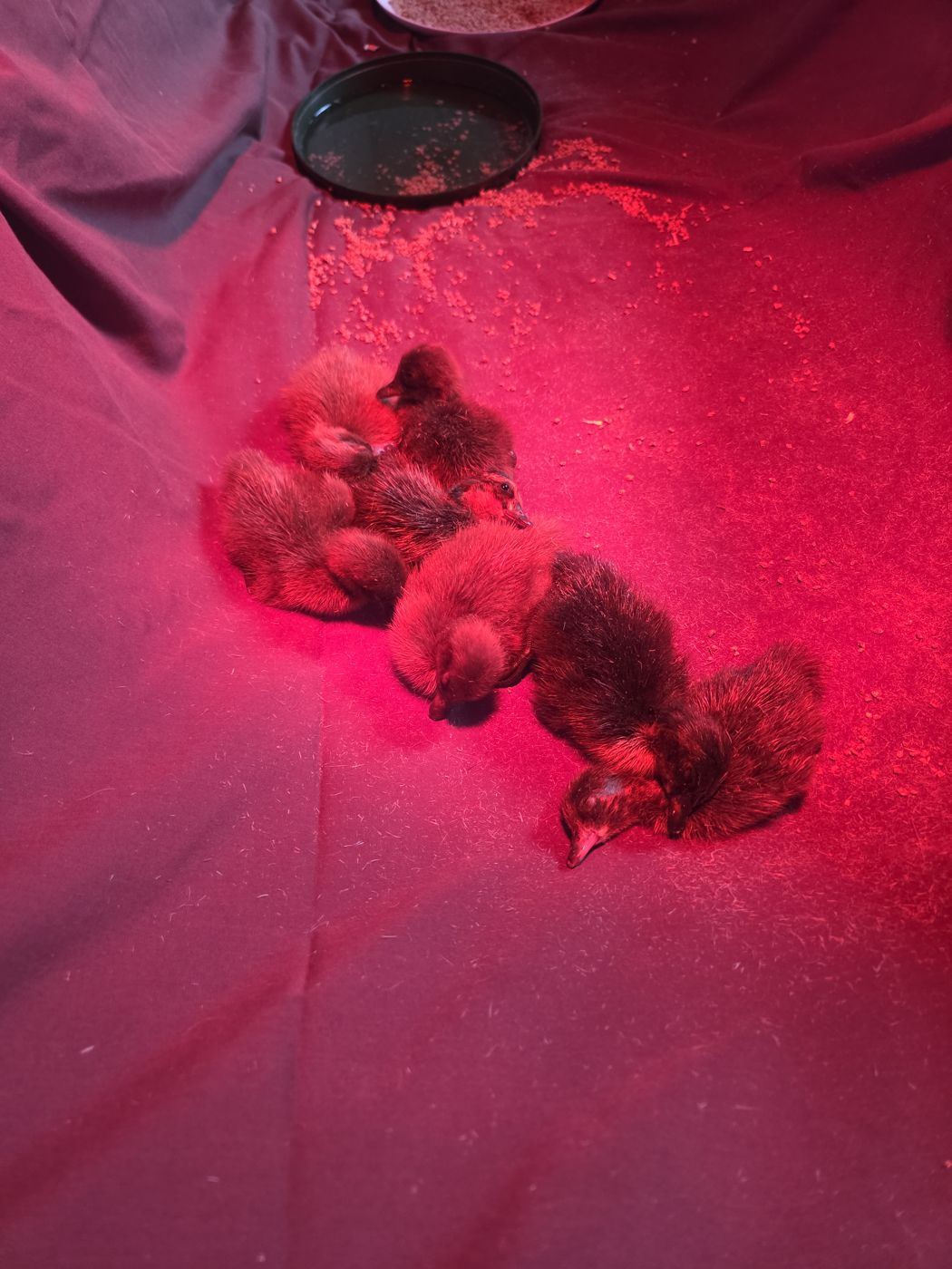 Eight newly hatched Khaki Campbell ducklings resting together under a red heat lamp